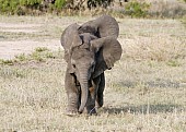 Elephant Babies at Play