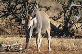 Eland