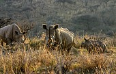 White Rhino Trio