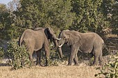 Elephants sparring