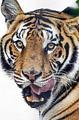 Bengal Tiger Licking Lips
