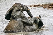 African Elephants Play Mounting