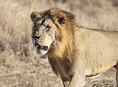 Male Lion