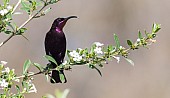 Amethyst Sunbird on Freylinia Twig