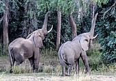 Elephant Pair with Trunks Outstretched