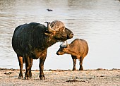 African Buffalo