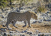 Leopard on Game Path