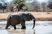 Elephant Wading in Muddy Pool