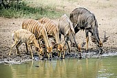 Nyala antelope group drinking