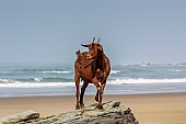 Brown Goat Standing on Rocks at Seaside