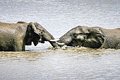 Elephants at Play