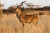 Kudu Bull, Side View