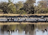 Egyptian Geese in Flight