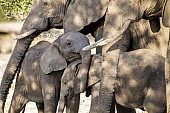 Affectionate Baby Elephants