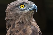 Brown Snake Eagle, Head and Neck