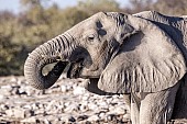 Elephant Drinking, Close-Up