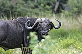 African Buffalo