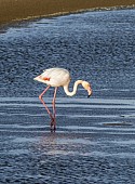 Greater Flamingo