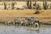 Zebra Herd at Water's Edge