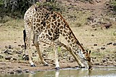 Giraffe Bending to Drink
