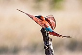 Carmine Bee-eater