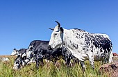 Nguni Cattle Grazing