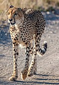 Cheetah Walking Along Road
