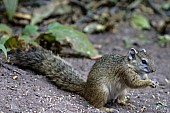 Tree Squirrel