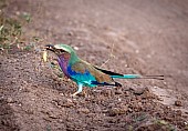 Lilac-Breasted Roller