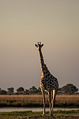 Giraffe