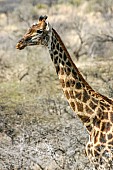 Giraffe Female, Side View