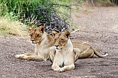 Lioness Pair