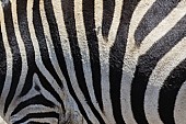 Zebra Hide Close-up