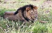 Male Lion