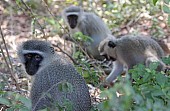 Vervet Monkey