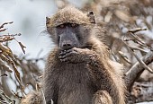 Chacma Baboon