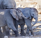 Affectionate Baby Elephants