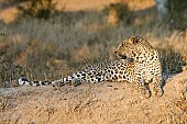 Leopard on Hillock