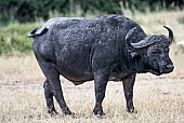 African Buffalo