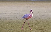 Lesser Flamingo Striding Out