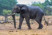 Elephant Taking a Walk