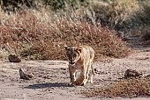 Lion Cub Frontal View