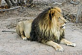 Male Lion, Barbary Look-Alike