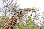 Giraffe Using Tongue to Feed