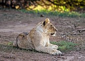 Juvenile Lion at Rest