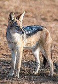 Black-backed Jackal