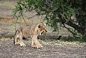 Lion Cub Yawning