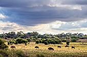 Wildebeest in Grassland Scenic