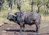 Buffalo Bull