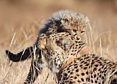 Cheetah Cub Clambering over Mother